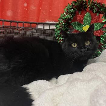Domestic Short Hair Cats Available for Adoption - Ebony | PetCurious