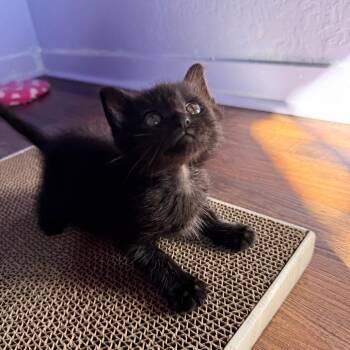Mip -  Domestic Short Hair Cat for Adoption in Keizer, Oregon - Mip | PetCurious