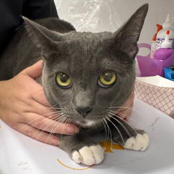 Bowser -  Domestic Short Hair Cat for Adoption in Clearwater, Florida - Bowser | PetCurious