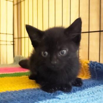 Domestic Short Hair Cats Available for Adoption in Beulaville, North Carolina - Taquito | PetCurious