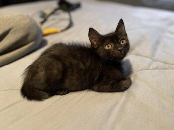 Domestic Short Hair Cats Available for Adoption in Vacaville, California - Otter | PetCurious