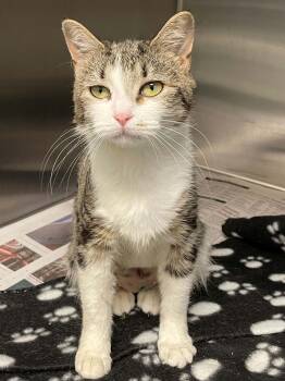 Holly -  Domestic Short Hair Cat for Adoption in Covington, Virginia - Holly | PetCurious