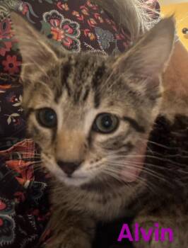 Domestic Short Hair Cats Available for Adoption in Longwood, Florida - Alvin | PetCurious