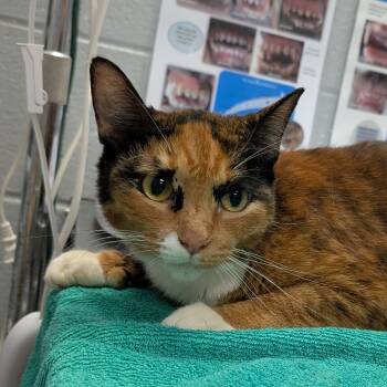 Rescue Domestic Short Hair Cats for Adoption in West Olive, Michigan - Callie O'Malley | PetCurious