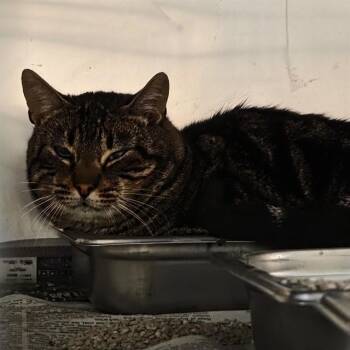 Domestic Short Hair Cats Available for Adoption - NO NAME | PetCurious