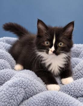 Flower -  Tuxedo Cat for Adoption in Atglen, Pennsylvania - Flower | PetCurious