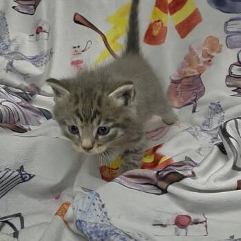 Po -  Domestic Short Hair Cat for Adoption in Parkersburg, West Virginia - Po | PetCurious