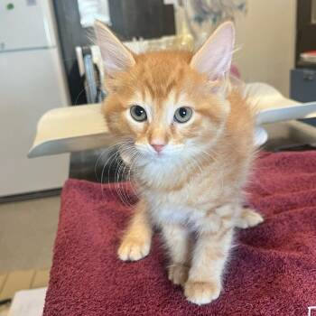 Garfield -  Domestic Short Hair Cat for Adoption in Oak Brook, Illinois - Garfield | PetCurious