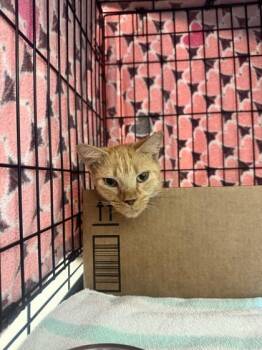 Banana Pudding -  Domestic Short Hair Cat for Adoption in Vero Beach, Florida - Banana Pudding | PetCurious