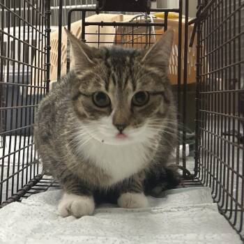 Domestic Short Hair Cats Available for Adoption - C7 | PetCurious