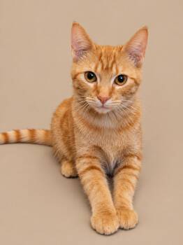 Butter -  Domestic Short Hair Cat for Adoption in Cleveland, Texas - Butter | PetCurious