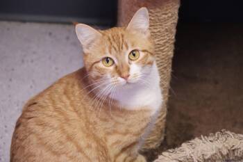 Domestic Short Hair Cats Available for Adoption - Cosmic Stardust (and Dream Float) | PetCurious