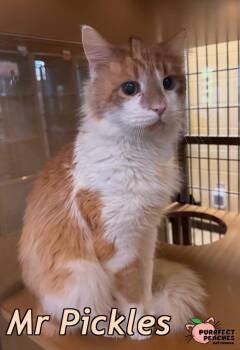 Mr Pickles -  Maine Coon and Domestic Long Hair Cat Available for Adoption in Douglasville, Georgia - Mr Pickles | PetCurious