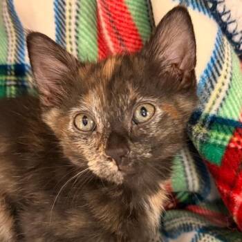Dolly -  Domestic Short Hair Cat for Adoption in Goleta, California - Dolly | PetCurious