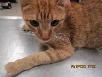 Pumpkin(633) -  Domestic Medium Hair Cat for Adoption in Marietta, Georgia - Pumpkin(633) | PetCurious