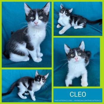 Rescue Domestic Short Hair Cats for Adoption in Corpus Christi, Texas - Cleo | PetCurious