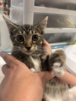 Rescue Domestic Short Hair Cats for Adoption in Camden, South Carolina - Marceline The Vampire Queen (Pre-Adoption) | PetCurious