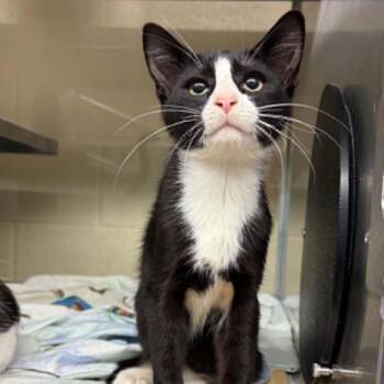 Aioli -  Domestic Short Hair Cat for Adoption in Concord, North Carolina - Aioli | PetCurious