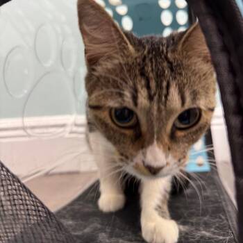Angie -  Domestic Short Hair Cat for Adoption in Buffalo, New York - Angie | PetCurious
