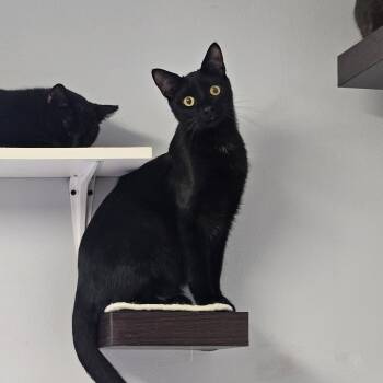 Domestic Short Hair Cats Available for Adoption in Brockport, New York - Blackberry | PetCurious