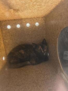 A122642 -  Domestic Short Hair Cat for Adoption in West Valley City, Utah - A122642 | PetCurious