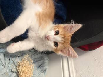 Blaze -  Domestic Long Hair Cat for Adoption in Long Beach, California - Blaze | PetCurious