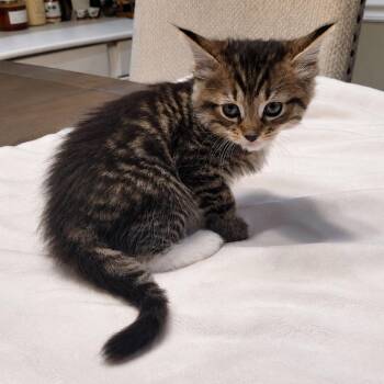 Tills -  Domestic Short Hair Cat for Adoption in Mount Vernon, Indiana - Tills | PetCurious