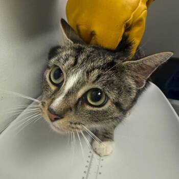 Sasha -  Domestic Medium Hair Cat for Adoption in Charleston, West Virginia - Sasha | PetCurious