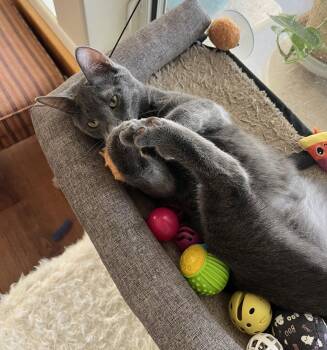 Russian Blue and Domestic Short Hair Cats Available for Adoption in Phoenix, Arizona - Dale | PetCurious