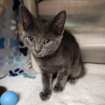 Smokey -  Domestic Medium Hair Cat for Adoption in Fort Wayne, Indiana - Smokey | PetCurious