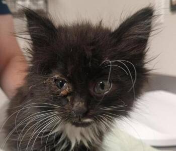 Sharmellow -  Domestic Medium Hair Cat for Adoption in Vancouver, Washington - Sharmellow | PetCurious