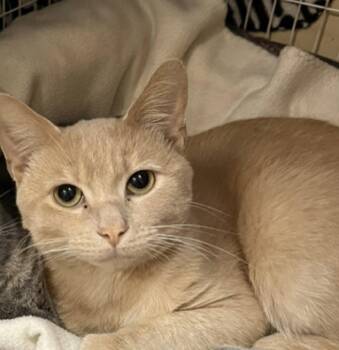 Clyde -  Domestic Short Hair Cat for Adoption in Blasdell, New York - Clyde | PetCurious