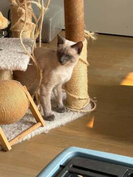 Apollo -  Siamese Cat for Adoption in Chicago, Illinois - Apollo | PetCurious
