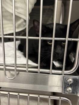 Domestic Short Hair Cats Available for Adoption in Montreal, Quebec - Philibert | PetCurious