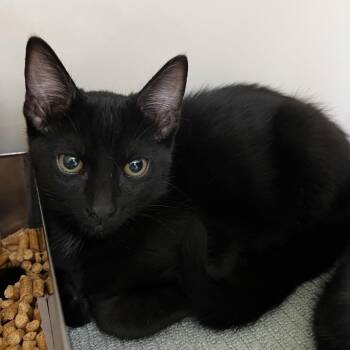 Onyx -  Domestic Short Hair Cat for Adoption in Harrisonburg, Virginia - Onyx | PetCurious