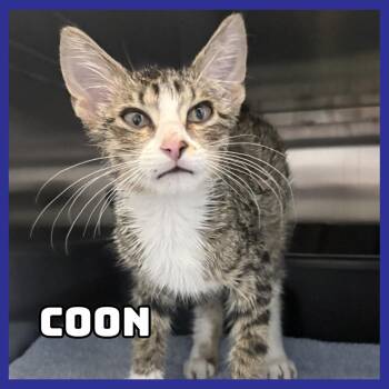 Coon *Stray* -  Domestic Short Hair Cat for Adoption in Glenwood, Minnesota - Coon *Stray* | PetCurious