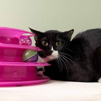 Mayfly -  Domestic Short Hair Cat for Adoption in State College, Pennsylvania - Mayfly | PetCurious