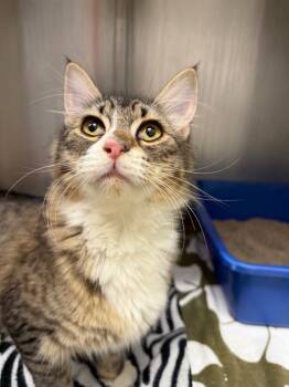 Rescue Domestic Medium Hair Cats for Adoption in Grants Pass, Oregon - Mai Tai | PetCurious