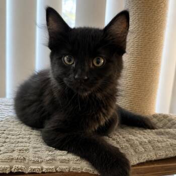 Koda (blue) -  Domestic Short Hair Cat for Adoption in Tustin, California - Koda (blue) | PetCurious