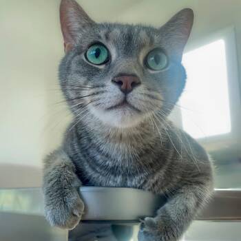 Ashe -  Domestic Short Hair Cat for Adoption in Chapel Hill, North Carolina - Ashe | PetCurious