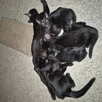 Scotland -  Domestic Short Hair Cat for Adoption in Buffalo, Minnesota - Scotland | PetCurious