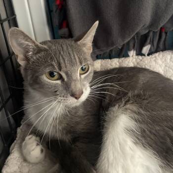 Domestic Short Hair Cats Available for Adoption in Chicago, Illinois - Wild Twist | PetCurious