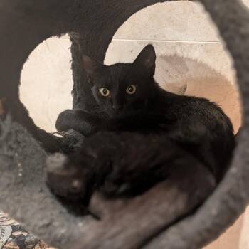 Zev Z -  Domestic Short Hair Cat for Adoption in Fort Lauderdale, Florida - Zev Z | PetCurious