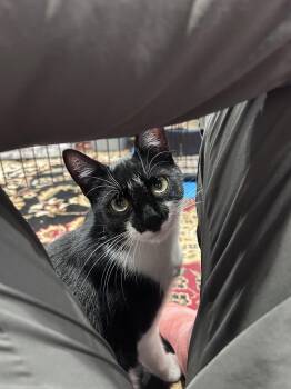 Eddie -  Domestic Short Hair Cat for Adoption in Walla Walla, Washington - Eddie | PetCurious