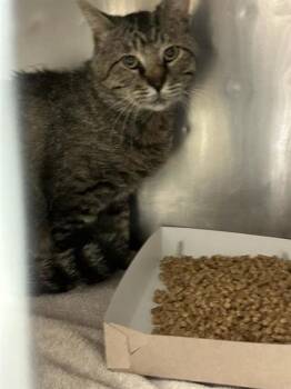 American Shorthair Cats Available for Adoption in El Paso, Texas - 60873341 | PetCurious