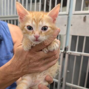 Domestic Short Hair and Extra Toes Cat Hemingway Polydactyl Cats Available for Adoption in Buchanan Dam, Texas - Neptune | PetCurious
