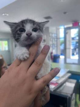 Triceratops -  Domestic Short Hair Cat for Adoption in Daytona Beach, Florida - Triceratops | PetCurious