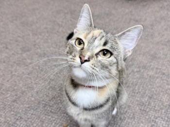 Hwari -  Domestic Medium Hair and Domestic Short Hair Cat for Adoption in Golden Valley, Minnesota - Hwari | PetCurious