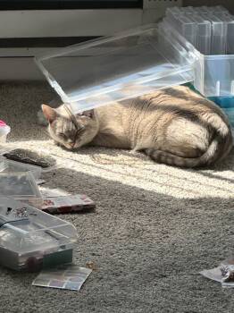 Tvli (ta-lee) -  Siamese and Domestic Short Hair Cat for Adoption in Walnut Creek, California - Tvli (ta-lee) | PetCurious