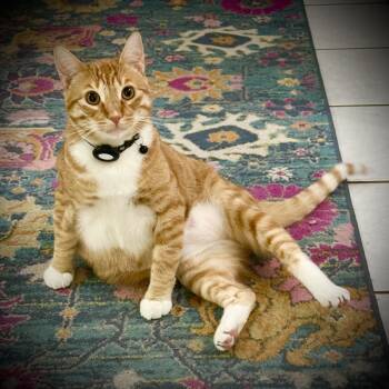 Rescue Domestic Short Hair Cats for Adoption in Los Angeles, California - Goose | PetCurious